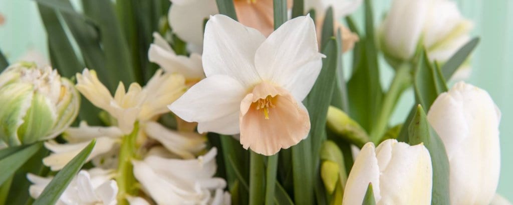 bulb flowers florists review paper white flower care