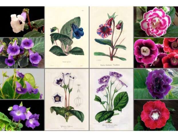 Following in Darwin’s footsteps: understanding the plant evolution of florist’s gloxinia