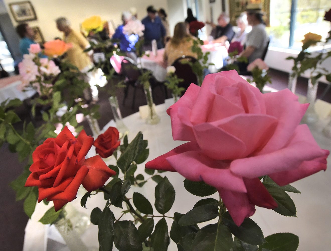 Celebration of Roses held in Hart Hall