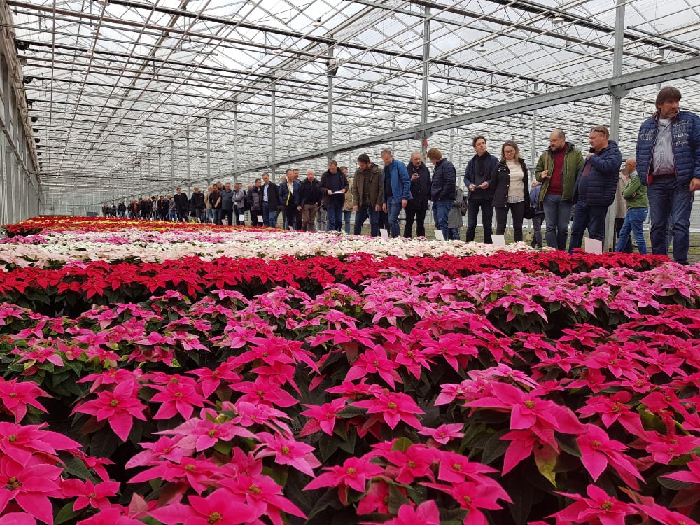 Selecta one showcases new poinsettia varieties at Emsflower and Floripartner