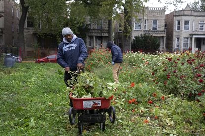 He moved to Englewood because he wanted to. Now, Quilen Blackwell is turning vacant lots into flower farms.