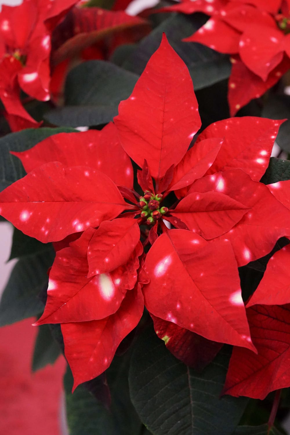 Selecta one at IPM 2020: spotlight on new Poinsettia, Carnations and Petunias