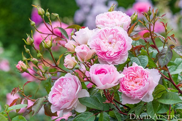 From David Austin Roses – Literary Collection Blooms With Two New Celebrated Classics For 2020