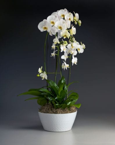 Industry Leader Westerlay Orchids to Showcase World-Class Collection ...