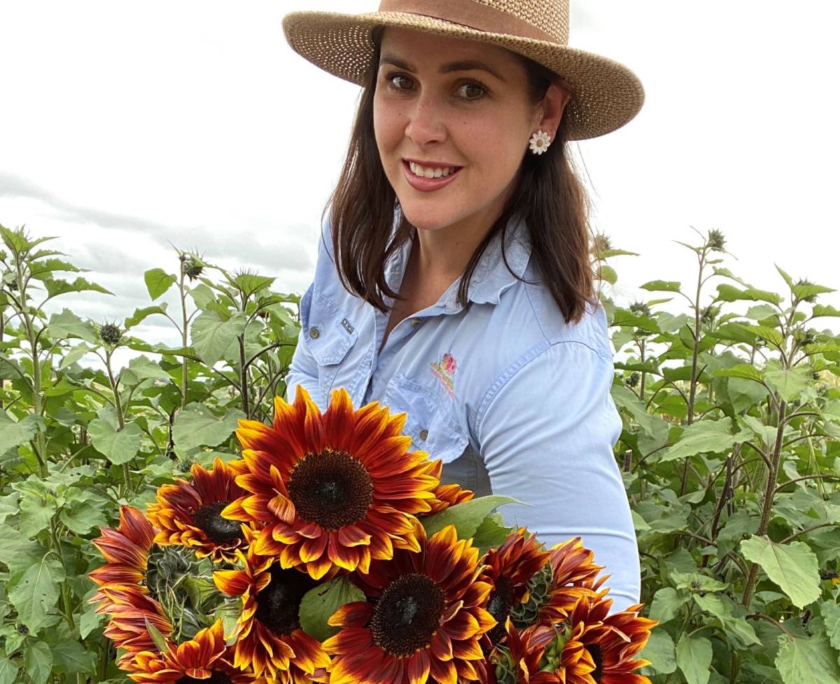Ruby Passion Sunflowers blossom in Bundy climate