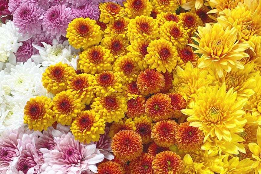 Flower industry concerned about bloom imports and biosecurity fights for Australian-made labelling