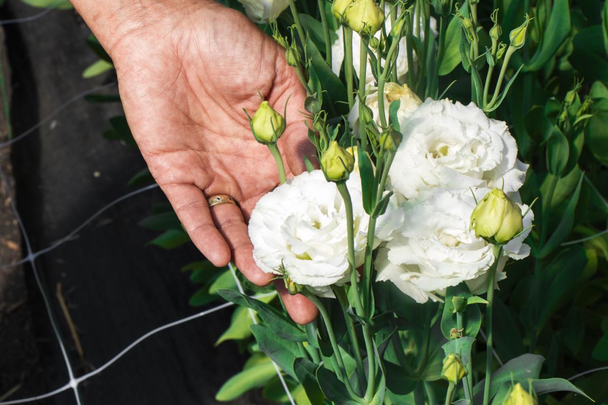 Betsy Levy and Her Woodbine Flower Farm Provide Bouquets, Wedding Flowers and Arrangements