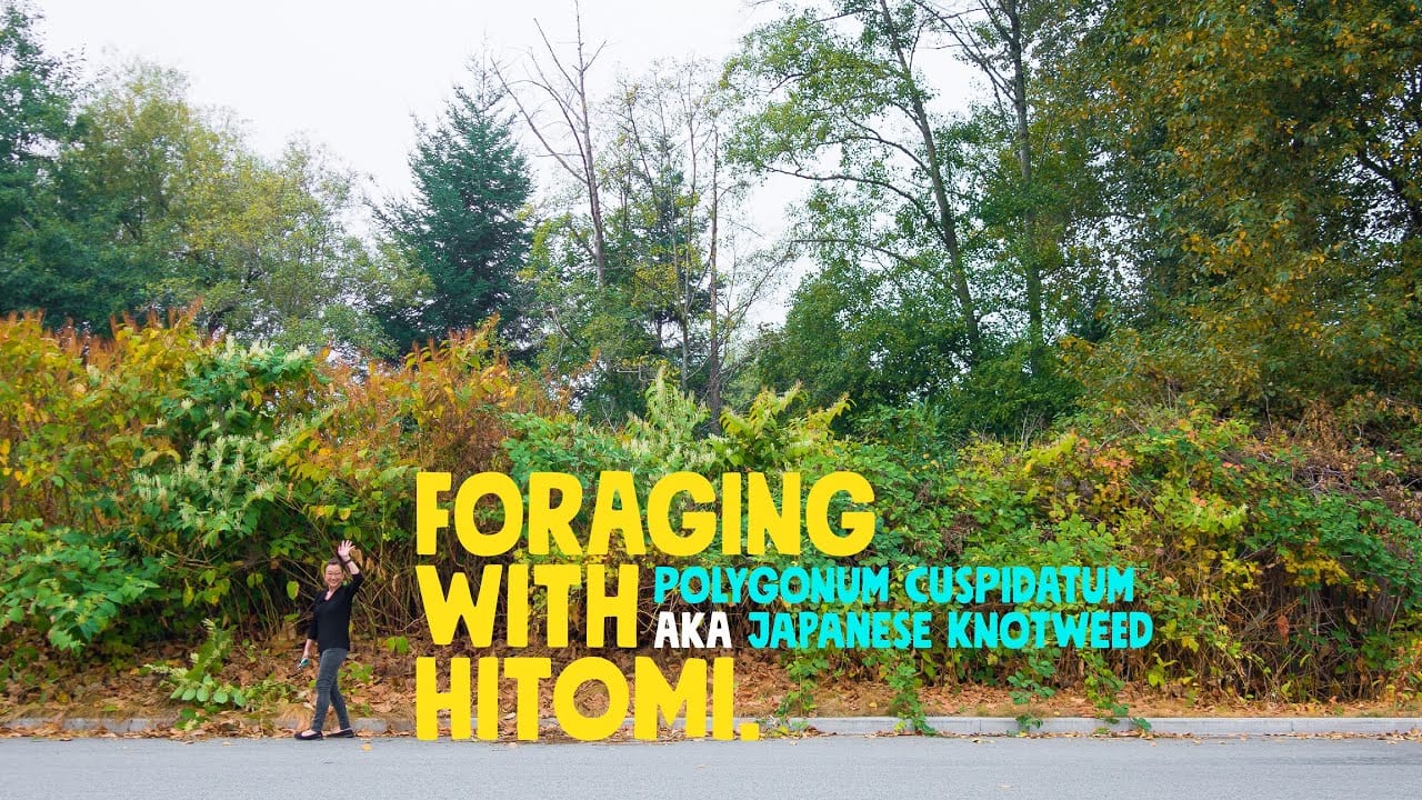 Foraging with Hitomi!