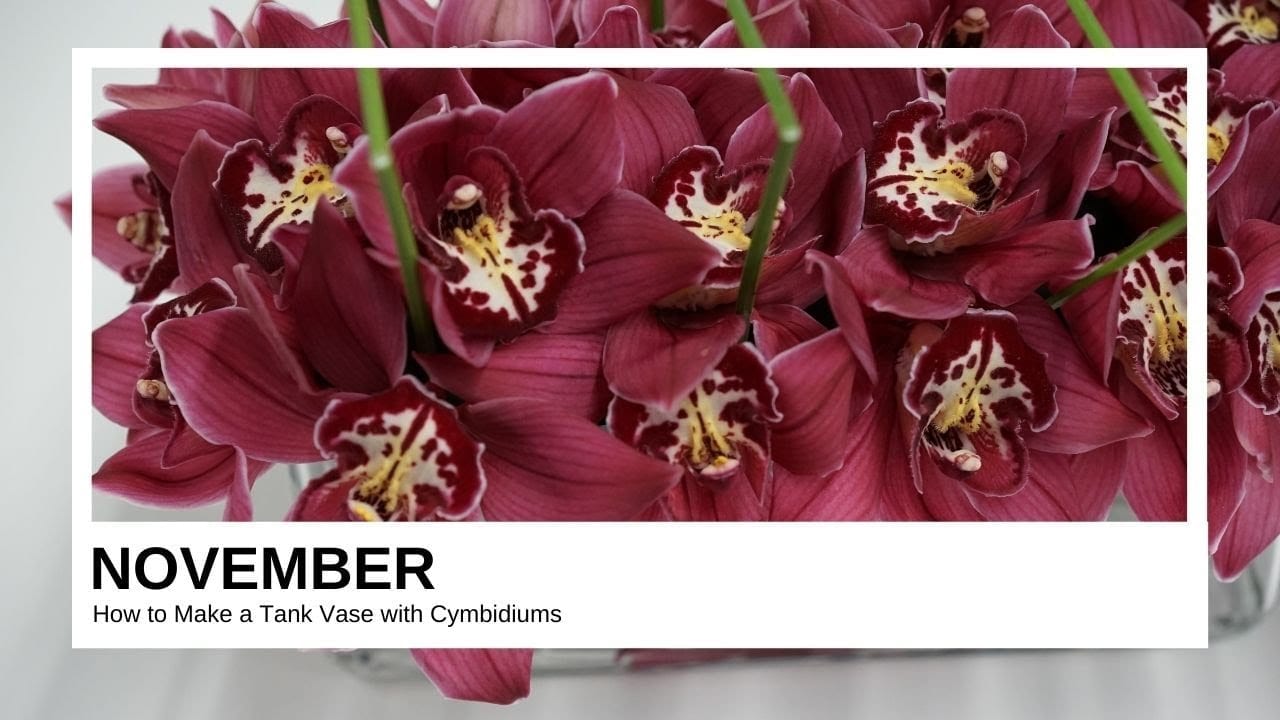 How to Make a Contemporary Design with Cymbidium Orchids