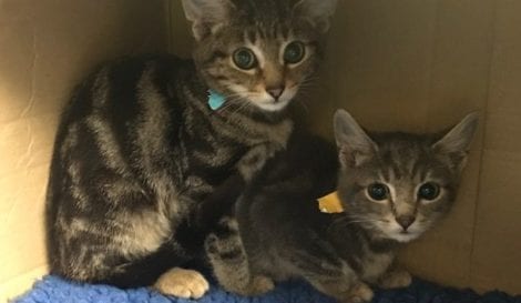RSPCA appeal after kittens repeatedly left outside Seven Kings florists