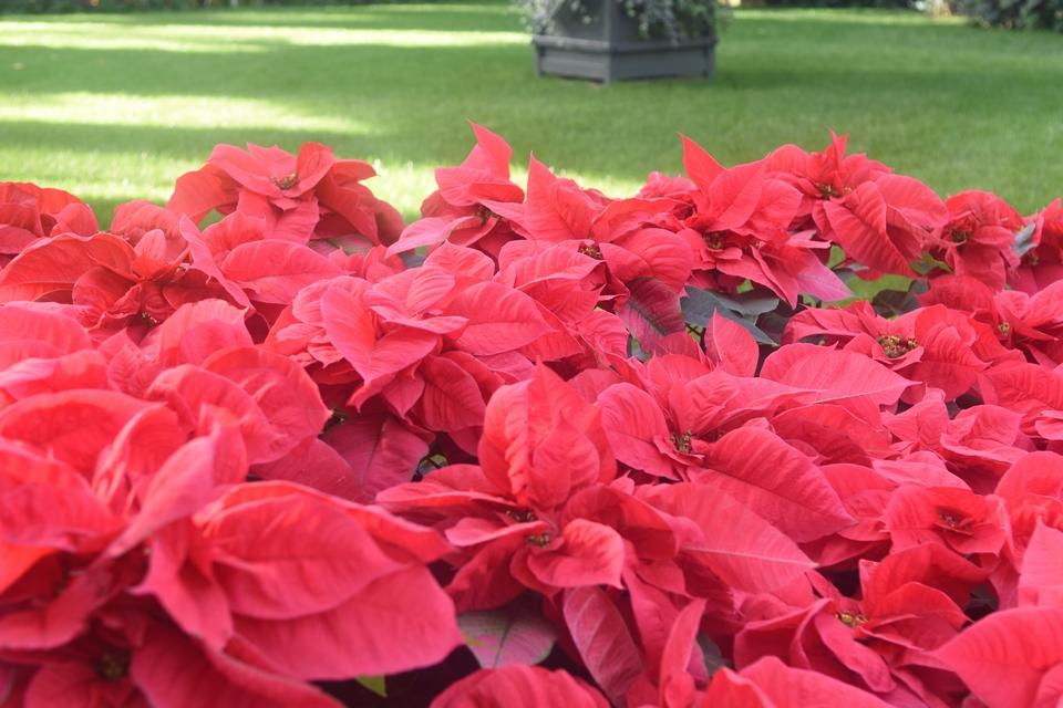 Montgomery column: Poinsettias dominate the Christmas season
