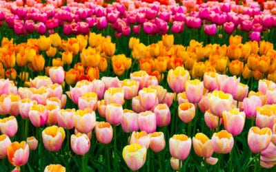 Tulips for International Women’s Day