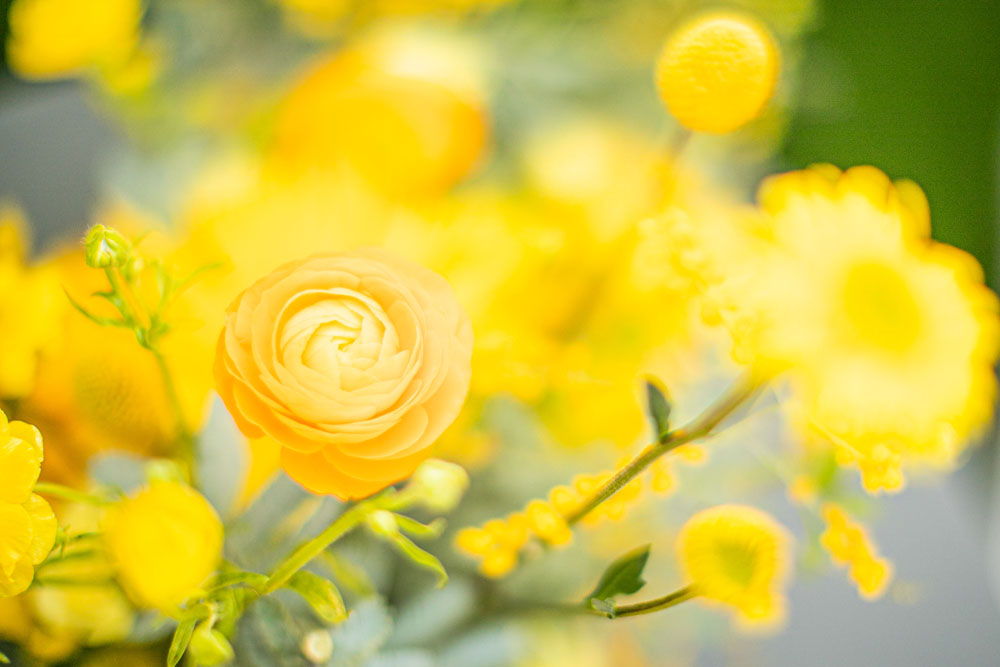 Kat Castagnoli_designer_OanaFoto_Photog_Yellow13_1