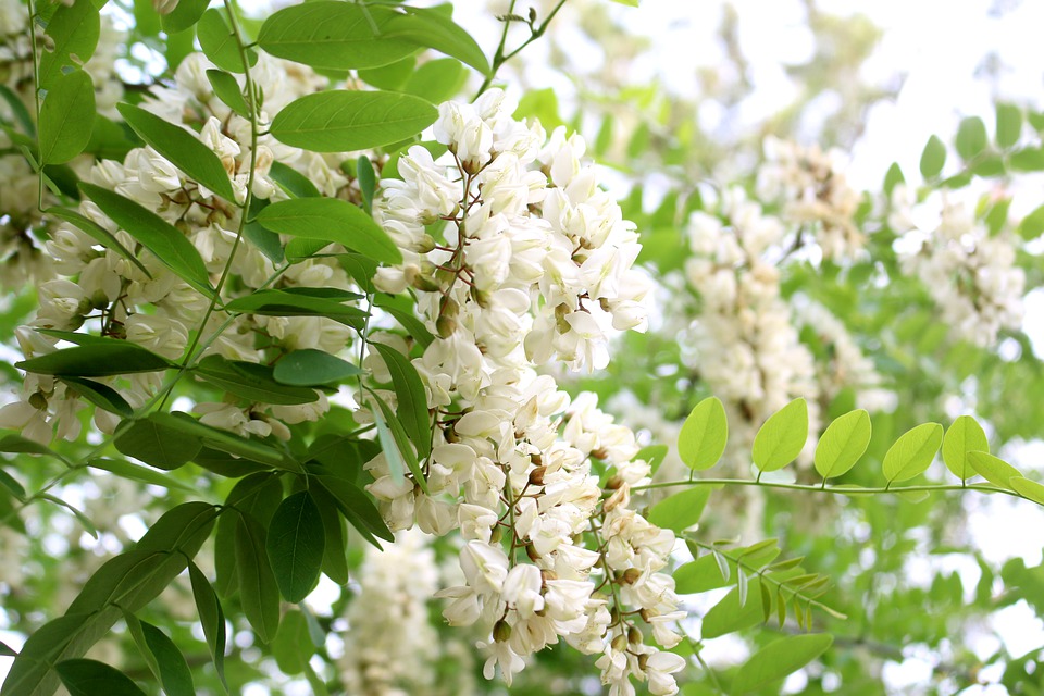 acacia-flower-