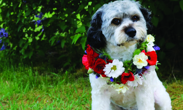 How To: Make a Floral Collar for Fido