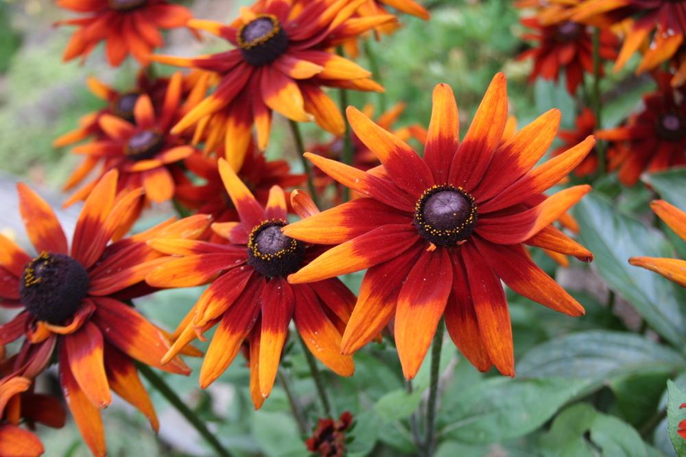 blackeyessusan