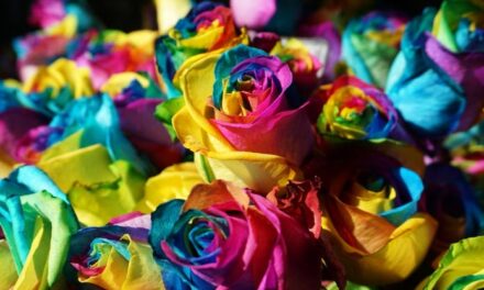DC Florist Talks Pride, Inclusivity and Rainbow Bouquets using FTD’s “Flowers Are For Everyone” Campaign