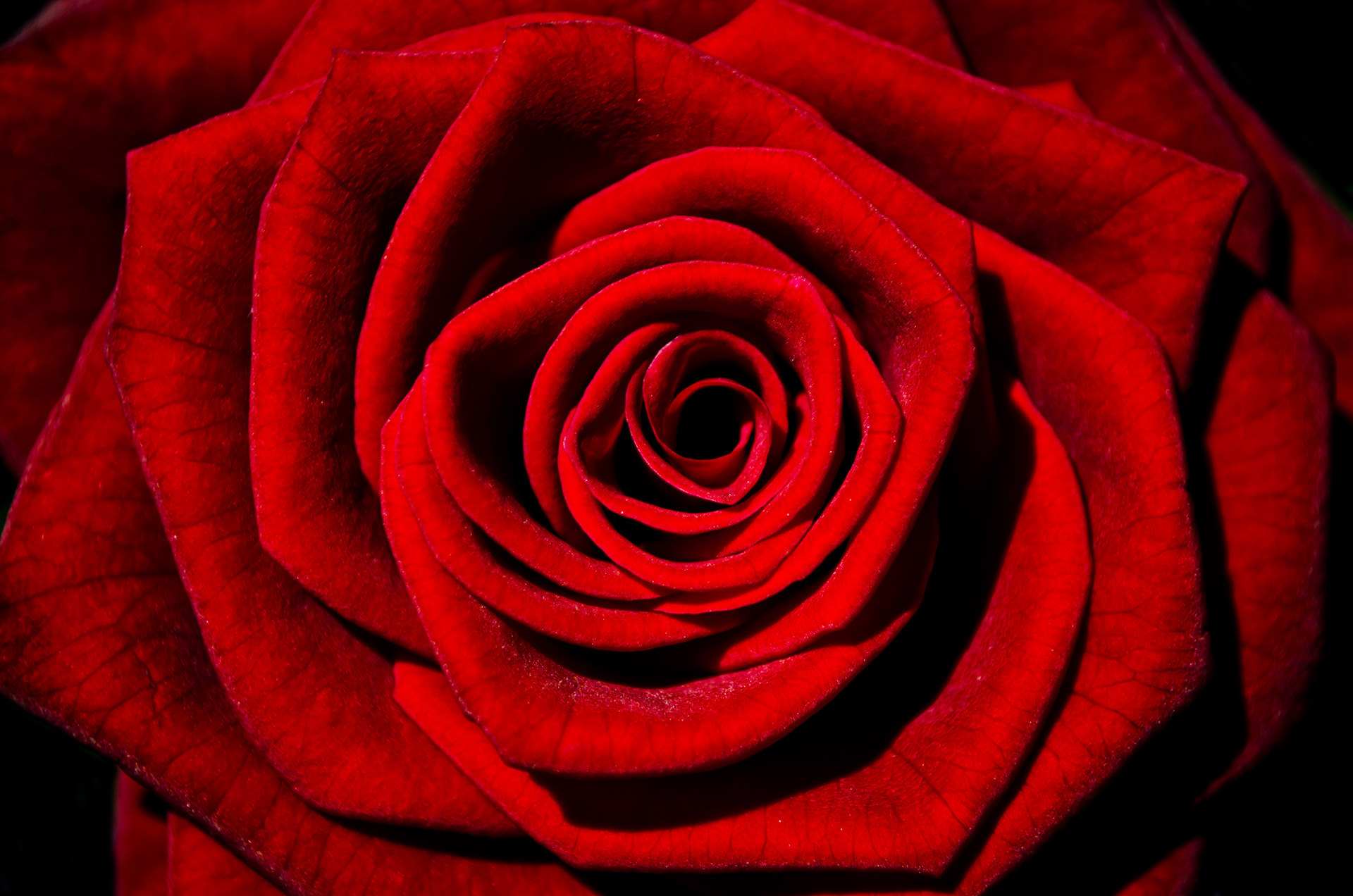 redrosefreeimage