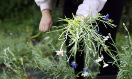 “Beautifully Bloomed” Florist Plants Seeds for Next Year’s Wedding Styles