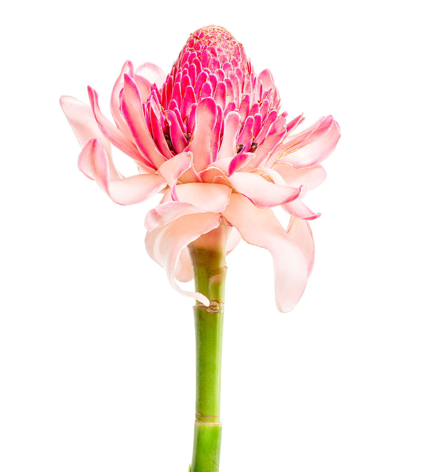 tropical-flower-pink-torch-ginger-etlingera-elatior-zingiberaceae-isolated-white-background-copy-space-(1)