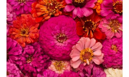 Chelsea Flower Show 2021