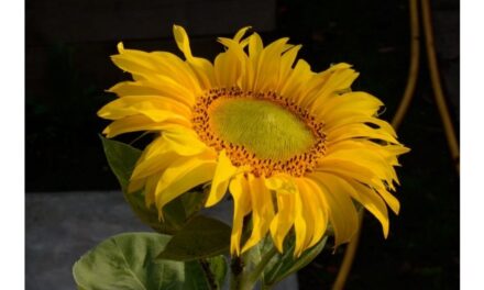 Researchers Find Out Why Sunflowers Always Face East