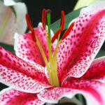 Popular Lily Varieties Used in Top Perfumes