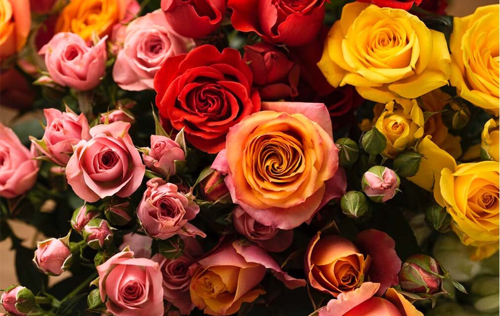 The Birth of the Spray Rose
