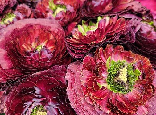 Italy’s Beautiful Ranunculus and Anemones at IFTF