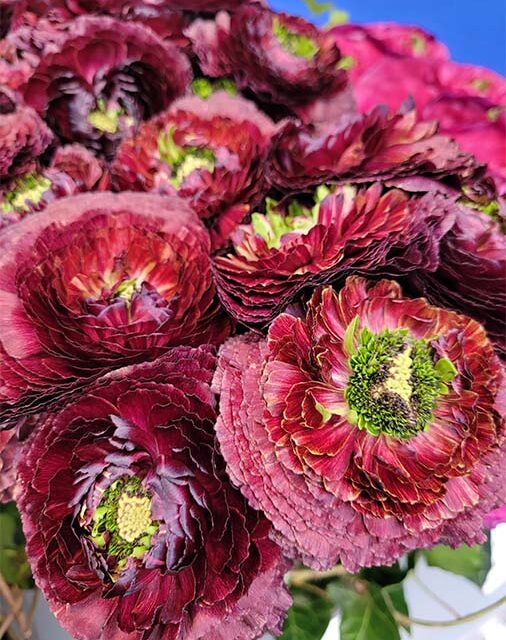 Italy’s Beautiful Ranunculus and Anemones at IFTF