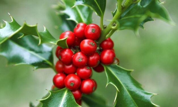 Christmas Plants to Make the Holiday Merry and Bright