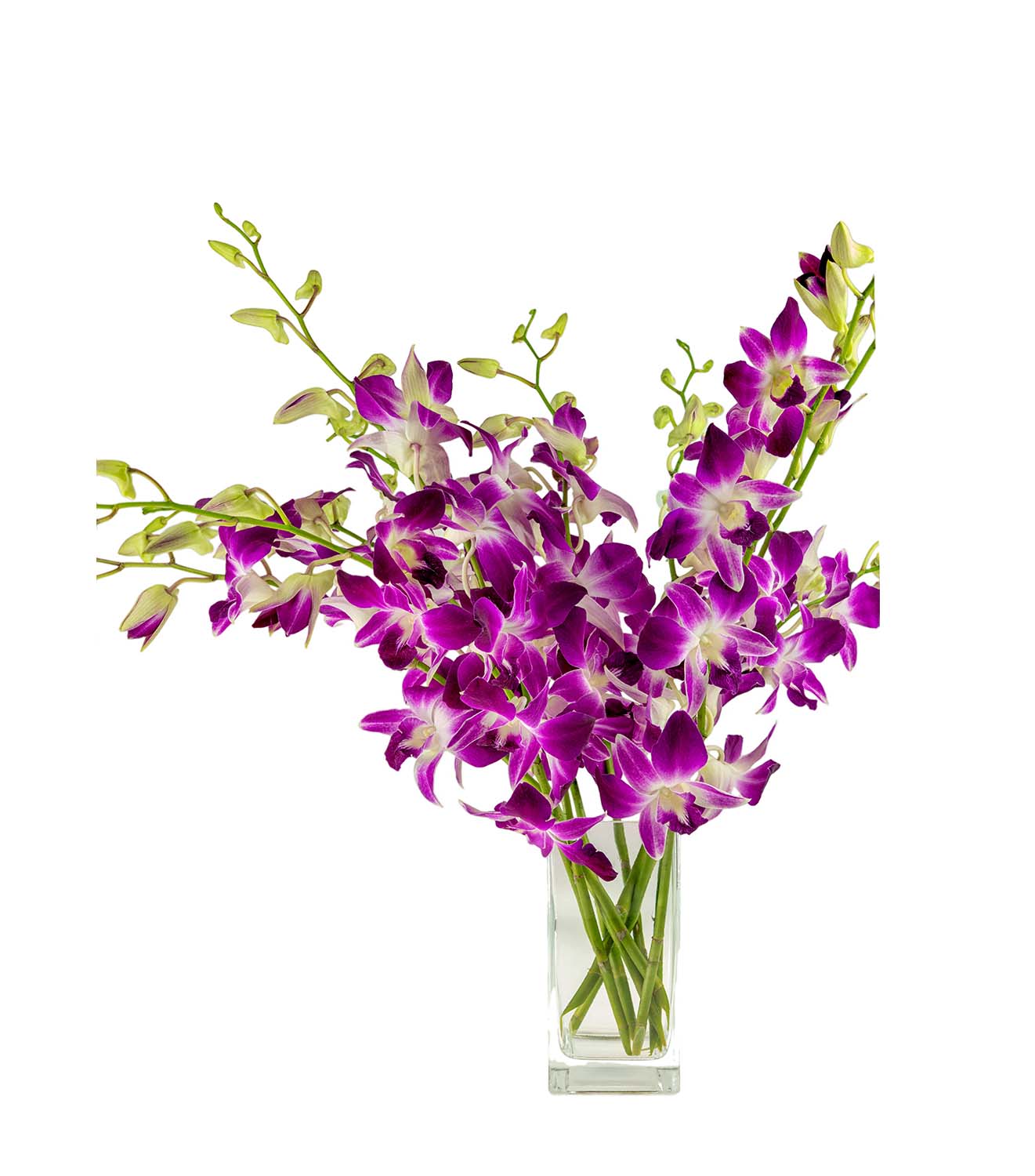 Orchids Direct to Your Door | Florists' Review