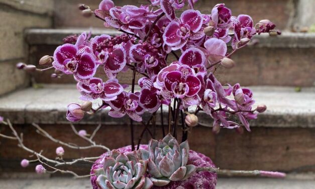 ORCHIDELIRIUM