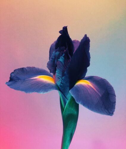 Dried and Pressed Flowers Are Molded into Delicate Sculptural