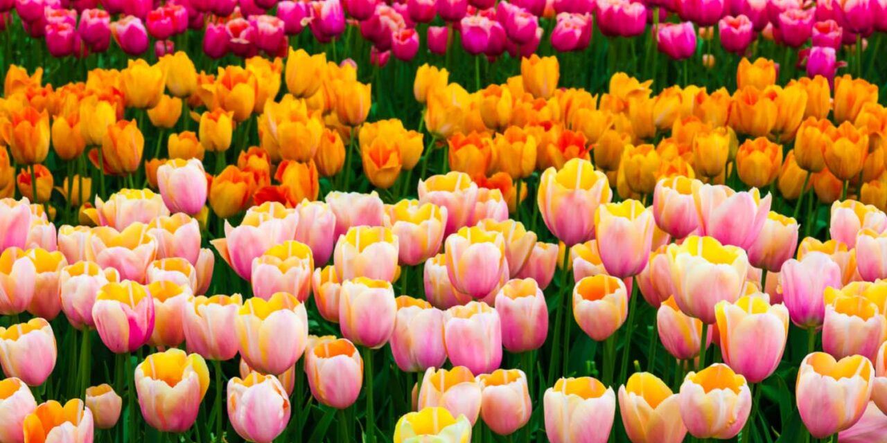 Tulip Day Celebrated in Amsterdam
