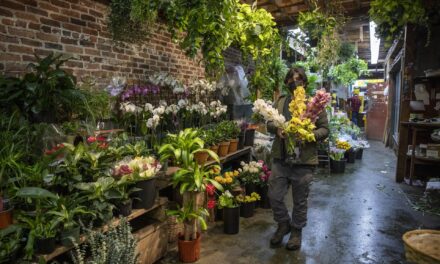 Hope Blooms at a Beloved Harvard Square Florist That Almost Shut Down
