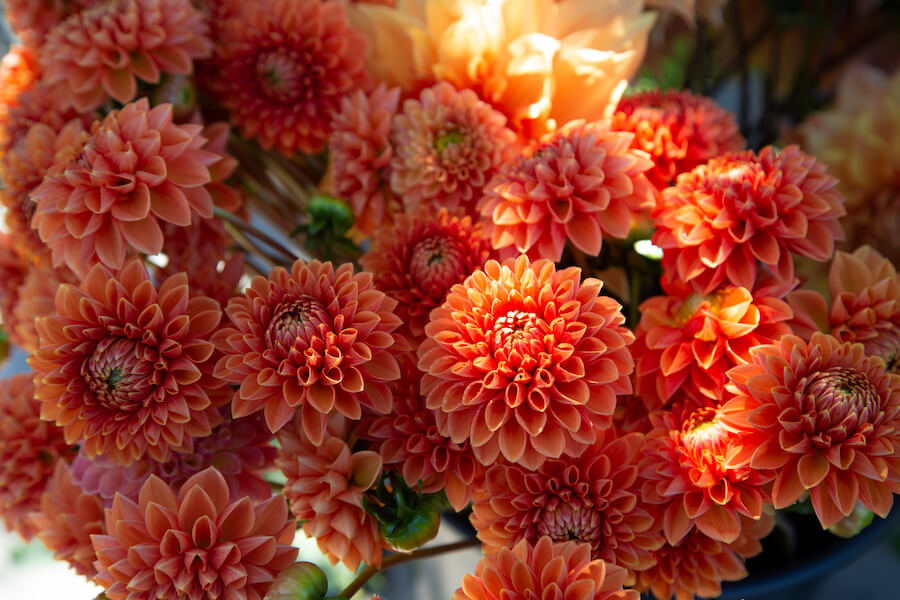  Study Finds That Age Plays A Major Role In Flower Purchases