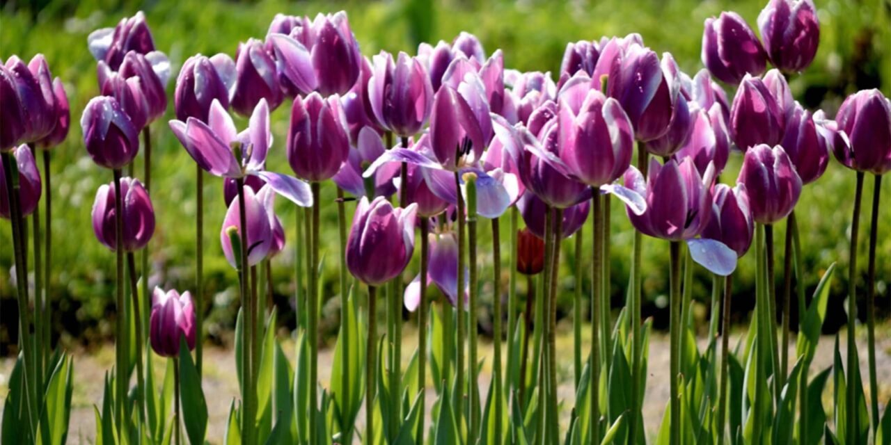 In Season: Tulips