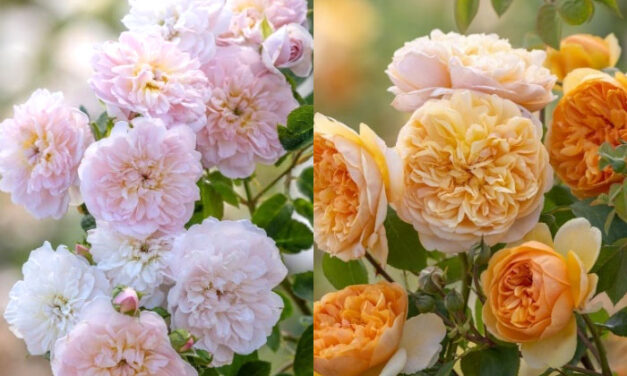 David Austin Roses Introduces Two New Rose Varieties