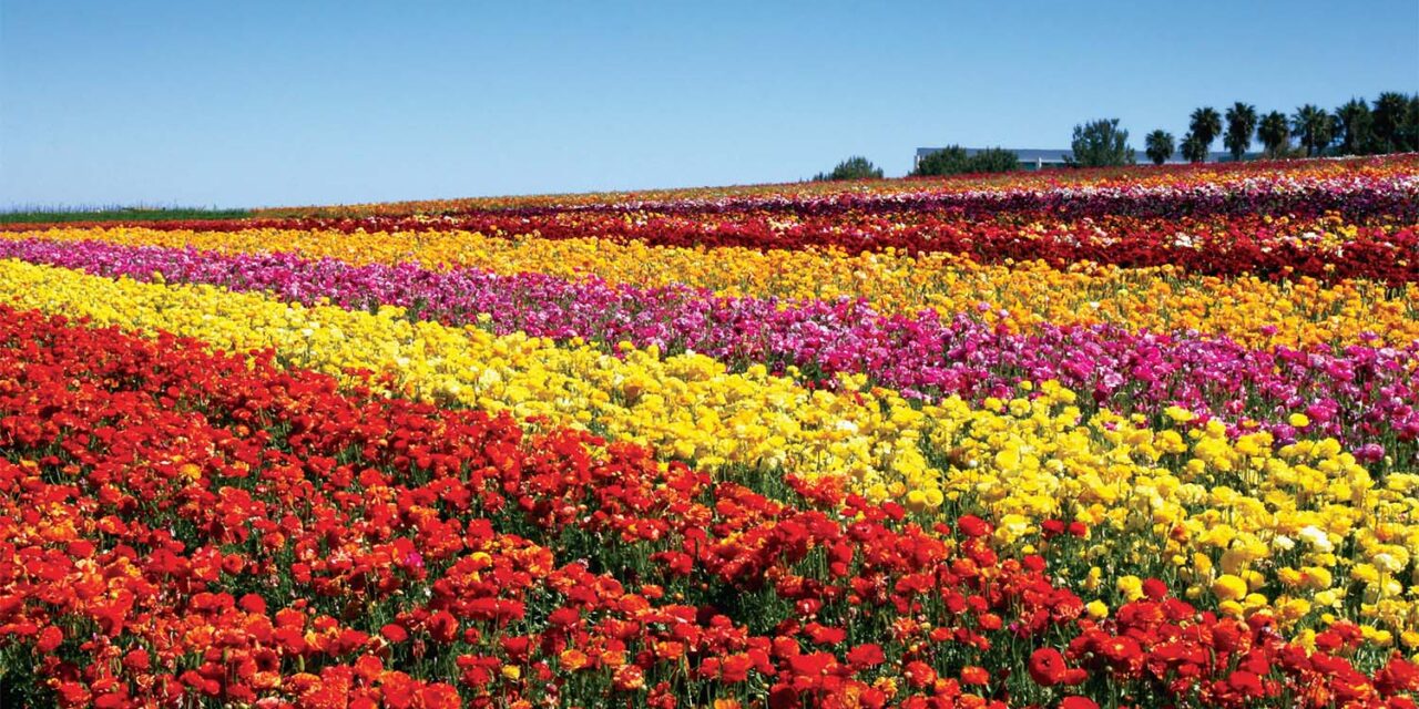 Tips For Visiting Carlsbad, California’s Gorgeous Flower Fields This Spring