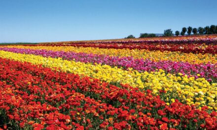 Tips For Visiting Carlsbad, California’s Gorgeous Flower Fields This Spring