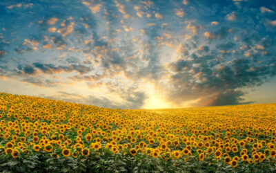 Details Flowers Software partners with Ball SB to present The Sunflower Madness Contest