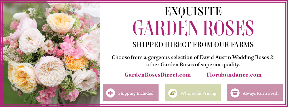 Garden-Roses-Direct