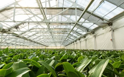 Westerlay Orchids Ups its Green-Growing Flower Power