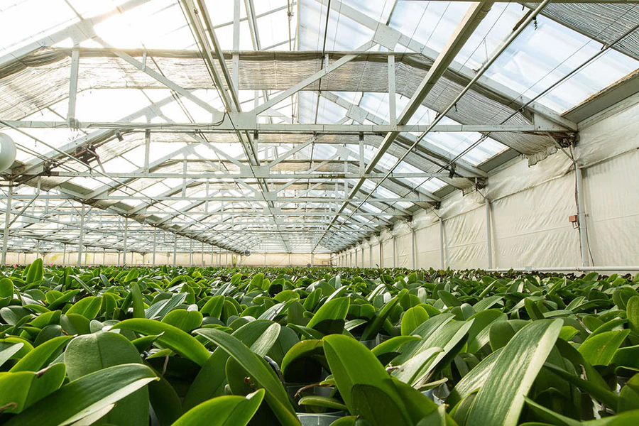 Westerlay Orchids Ups its Green-Growing Flower Power