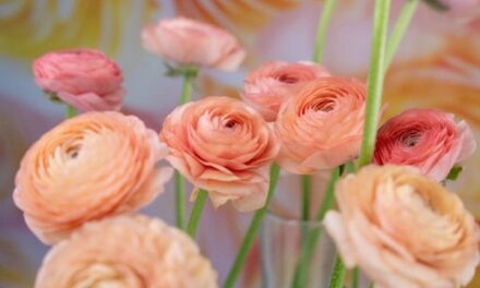 Ecuador’s Largest Premium Rose Grower Starts Growing Ranunculus