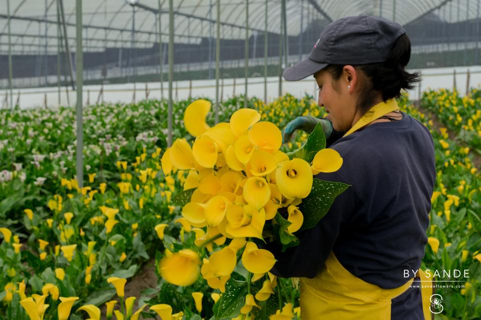Esmeralda Farms Acquires Sande Flowers￼