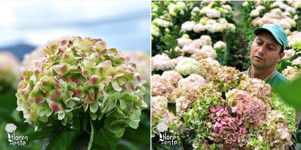 Flower Growers are Working Hard to Meet Mother’s Day Demand