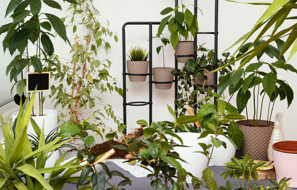 Growing the Houseplant Market: Part 1