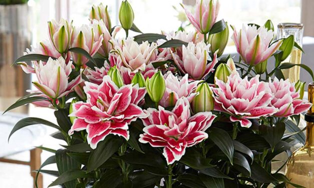 The Beautiful Roselily